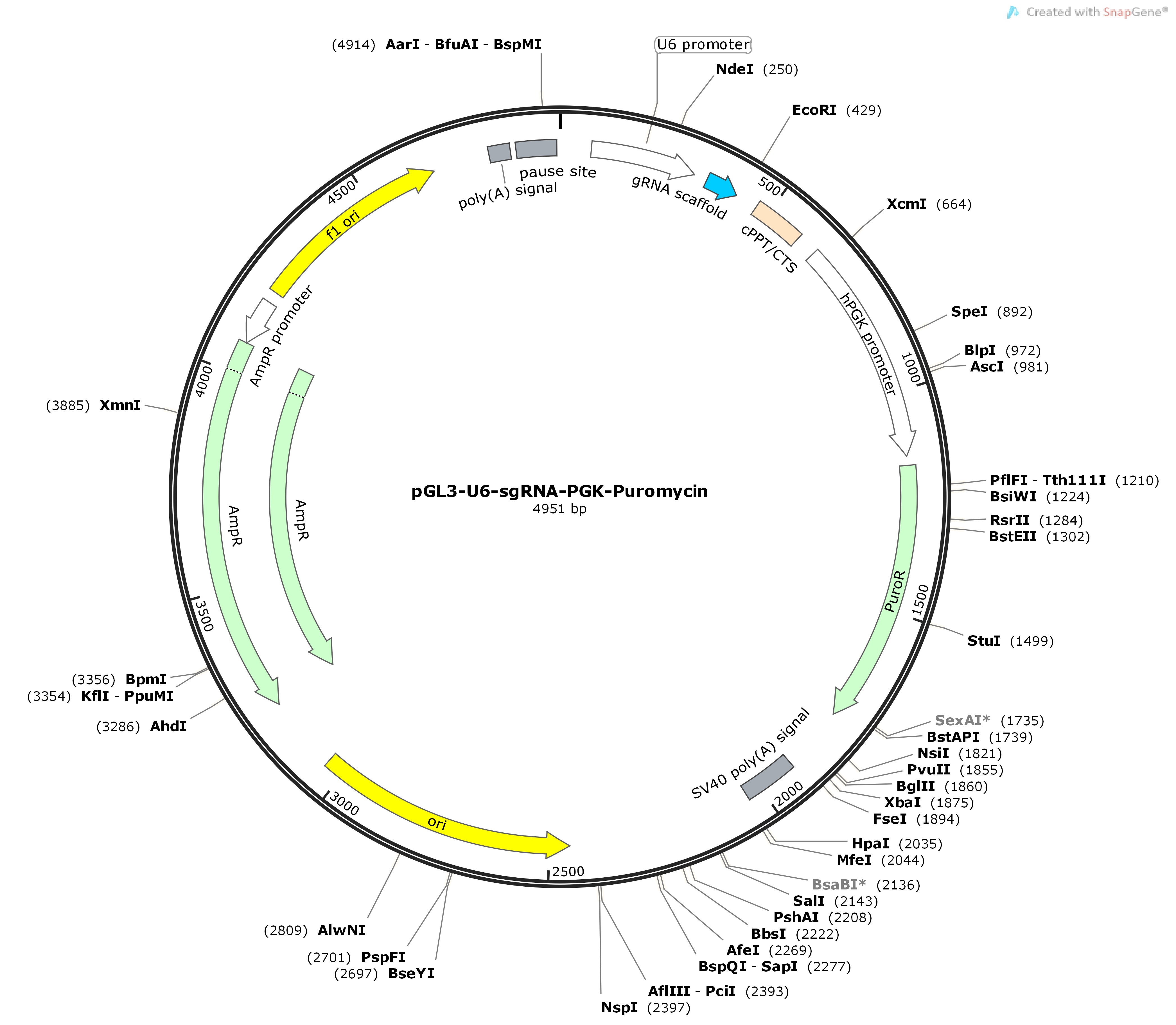 pGL3-U6-sgRNA-PGK-PuromycinMap