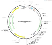 pGL3-U6-sgRNA-PGK-PuromycinMap