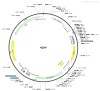 pCDNA3Map