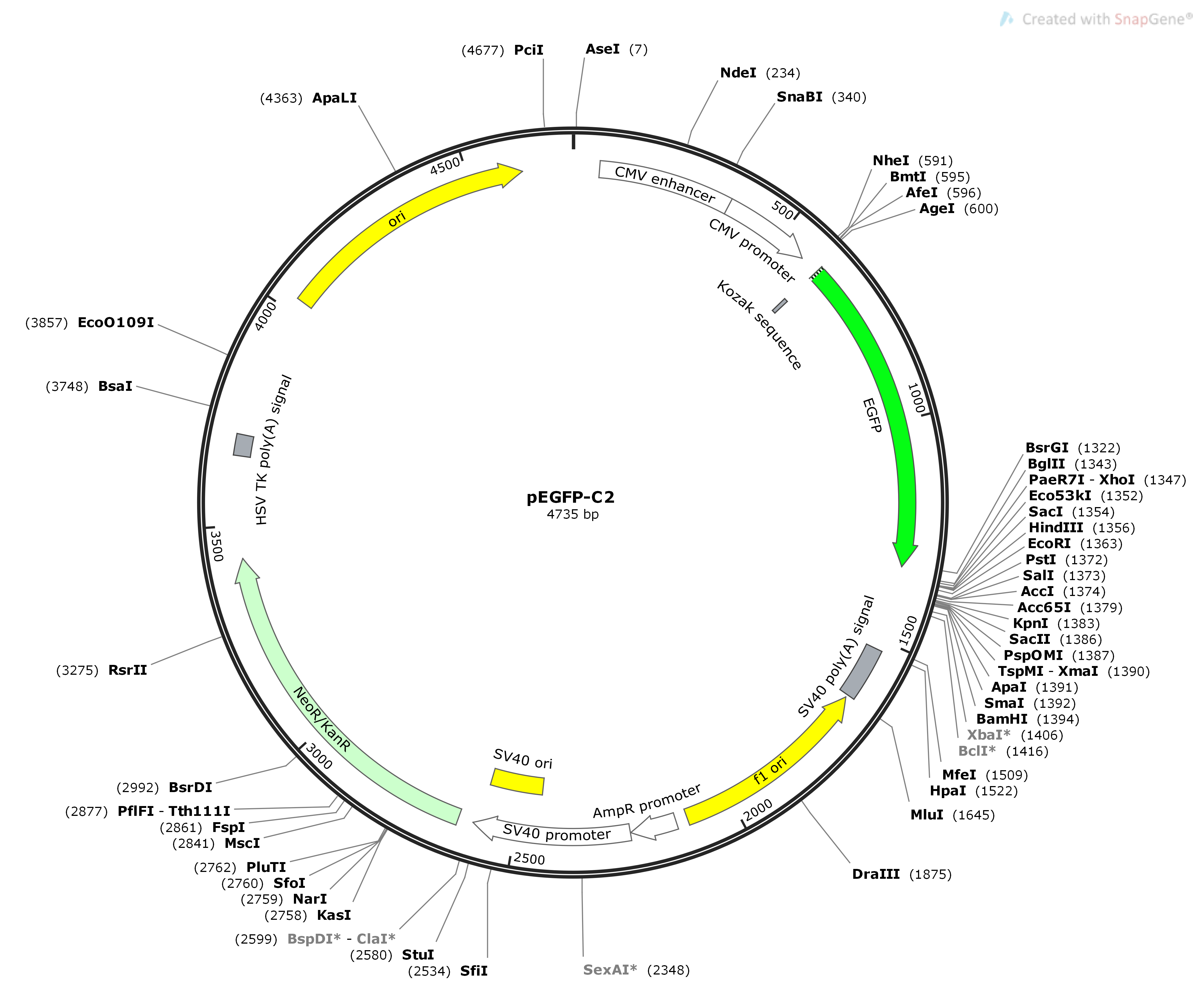 pEGFP-C2Map