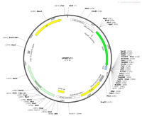 pEGFP-C1Map