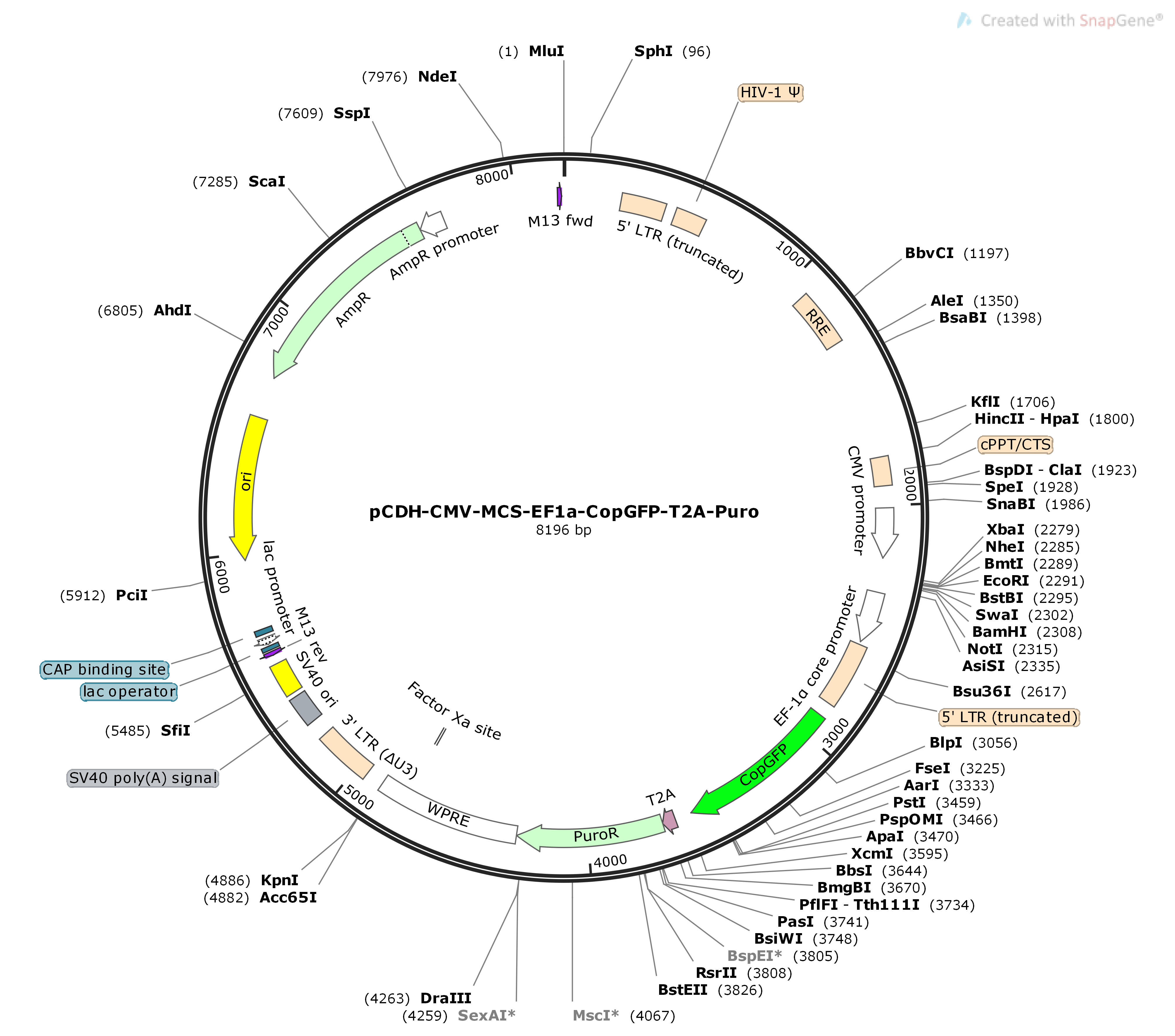 pCDH-CMV-MCS-EF1a-CopGFP-T2A-PuroMap