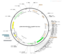 pCDH-CMV-MCS-EF1a-CopGFP-T2A-PuroMap