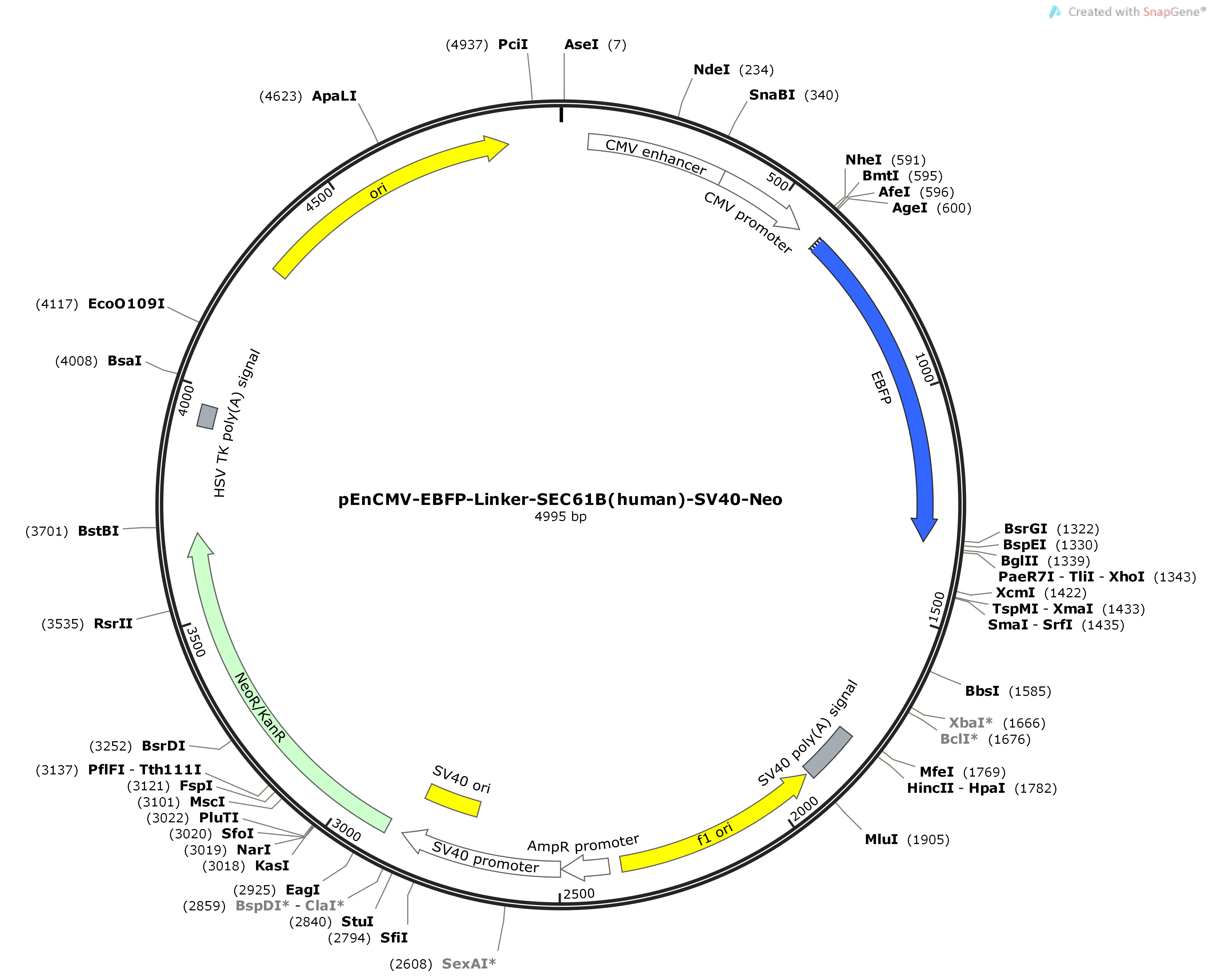 pEnCMV-EBFP-Linker-SEC61B-human-SV40-NeoMap