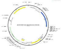 pEnCMV-EBFP-Linker-SEC61B-human-SV40-NeoMap