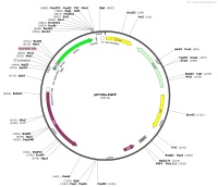 pET28a-EGFPMap