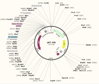 质粒图谱新建-pET-16b