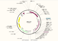 质粒图谱新建-pMal-p2X