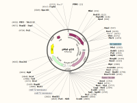 质粒图谱新建-pMal-p5X