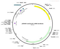 pC0040-LwaCas13acrRNAbackboneMap