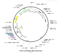 T7optinpCAGGS-T7RNApolymeraseMap