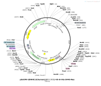 pEnCMV-ZDHHC13-human-2同义突变-V5-6×His-SV40-NeoMap