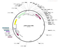pCMV-dCpf1-BE0Map