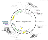 pCDNA3.1-HA-STAT1-humanMap