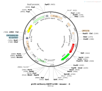 pLVX-mCherry-EGFP-LC3B-mouse-2Map