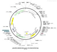 pEnCMV-ZDHHC18-human-V5-HisB-SV40-NeoMap