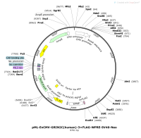 pML-EnCMV-GRIN2C-human-3×FLAG-WPRE-SV40-NeoMap