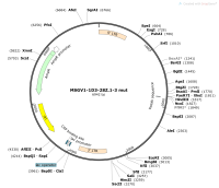 MSGV1-1D3-28Z.1-3mutMap