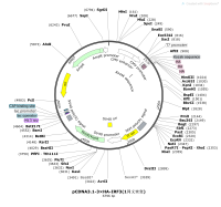 pCDNA3.1-3×HA-IRF3-1同义突变Map
