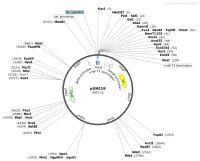 pXMJ19Map