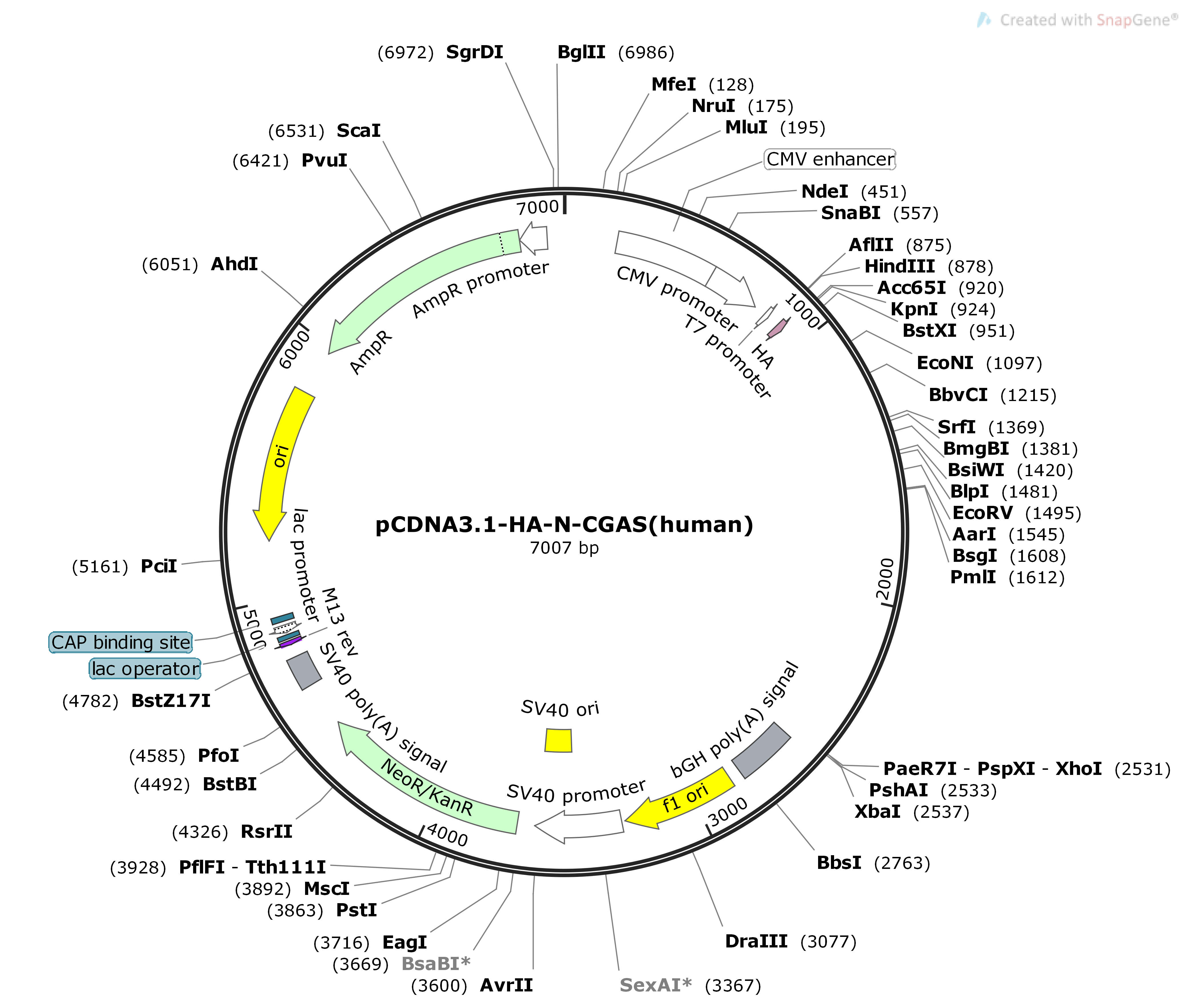 pCDNA3.1-HA-N-CGAS-humanMap