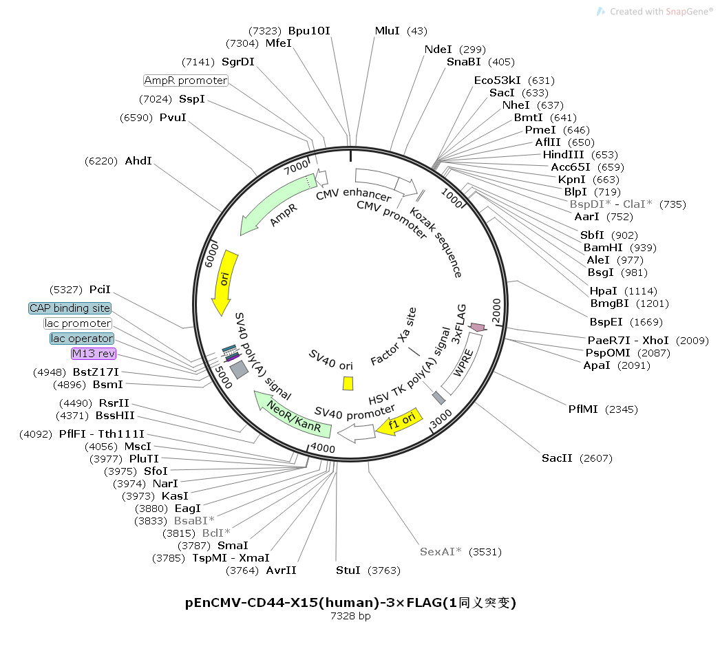 pEnCMV-CD44-X15-human-3×FLAG-1同义突变Map