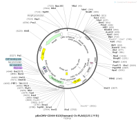 pEnCMV-CD44-X15-human-3×FLAG-1同义突变Map