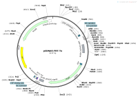 pCDNA5-FRT-ToMap