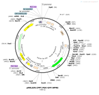 pRRLSIN.CPPT.PGK-GFP.WPREMap