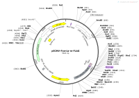 pECMV-Fcer1a-m-FLAGMap