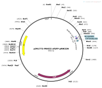 pIM1773-PRHIII-sfGFP-pNW33NMap
