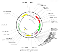 pmCherry-EGFP-LC3b-humanMap