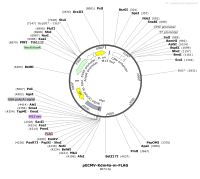 pECMV-Kdm4a-m-FLAGMap