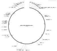 pCR4-TOPO-RBBP5-humanMap