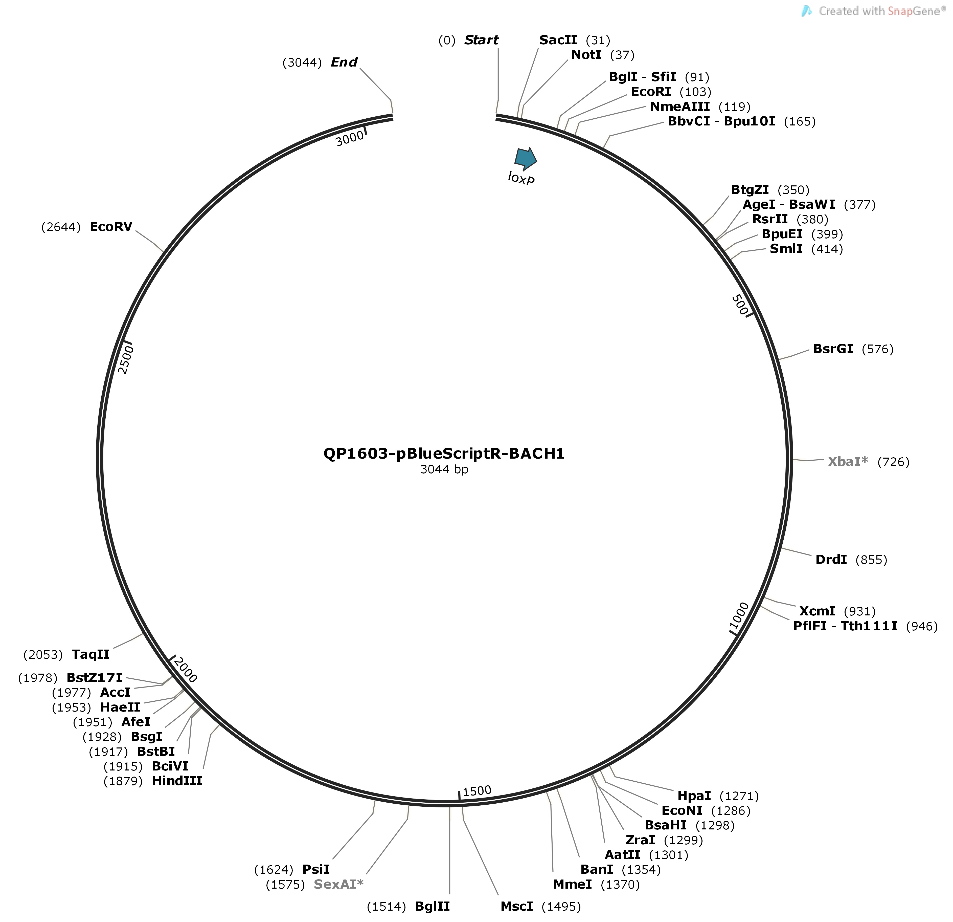 QP1603-pBlueScriptR-BACH1Map