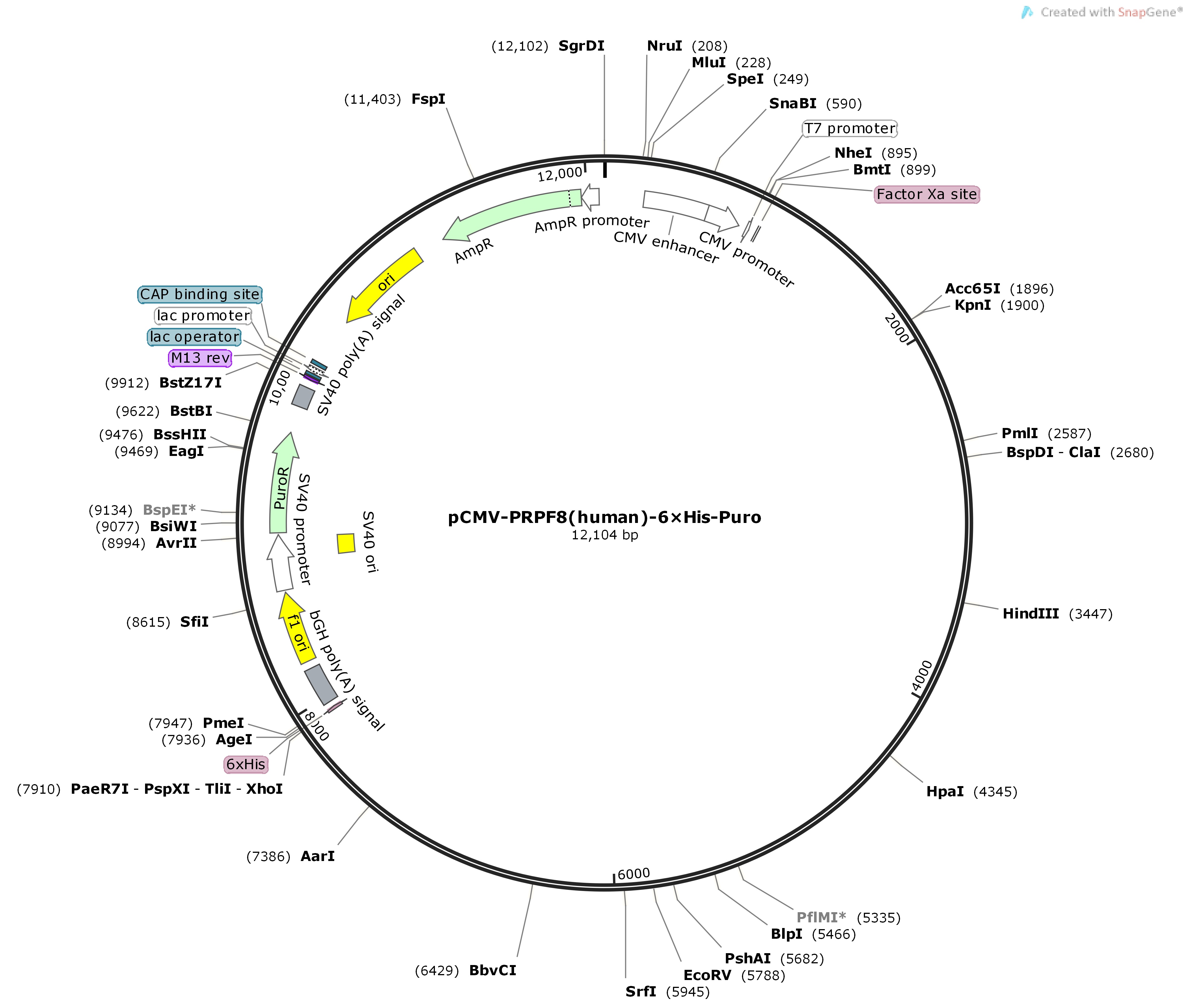 pCMV-PRPF8-human-6×His-PuroMap
