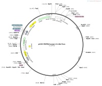 pCMV-PRPF8-human-6×His-PuroMap