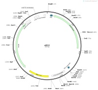 pKD13Map