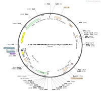 pLV3-CMV-HNRNPA2B1-human-3×Myc-CopGFP-PuroMap