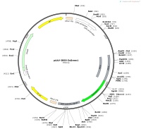 pAAV-IRES-ZsGreen1Map