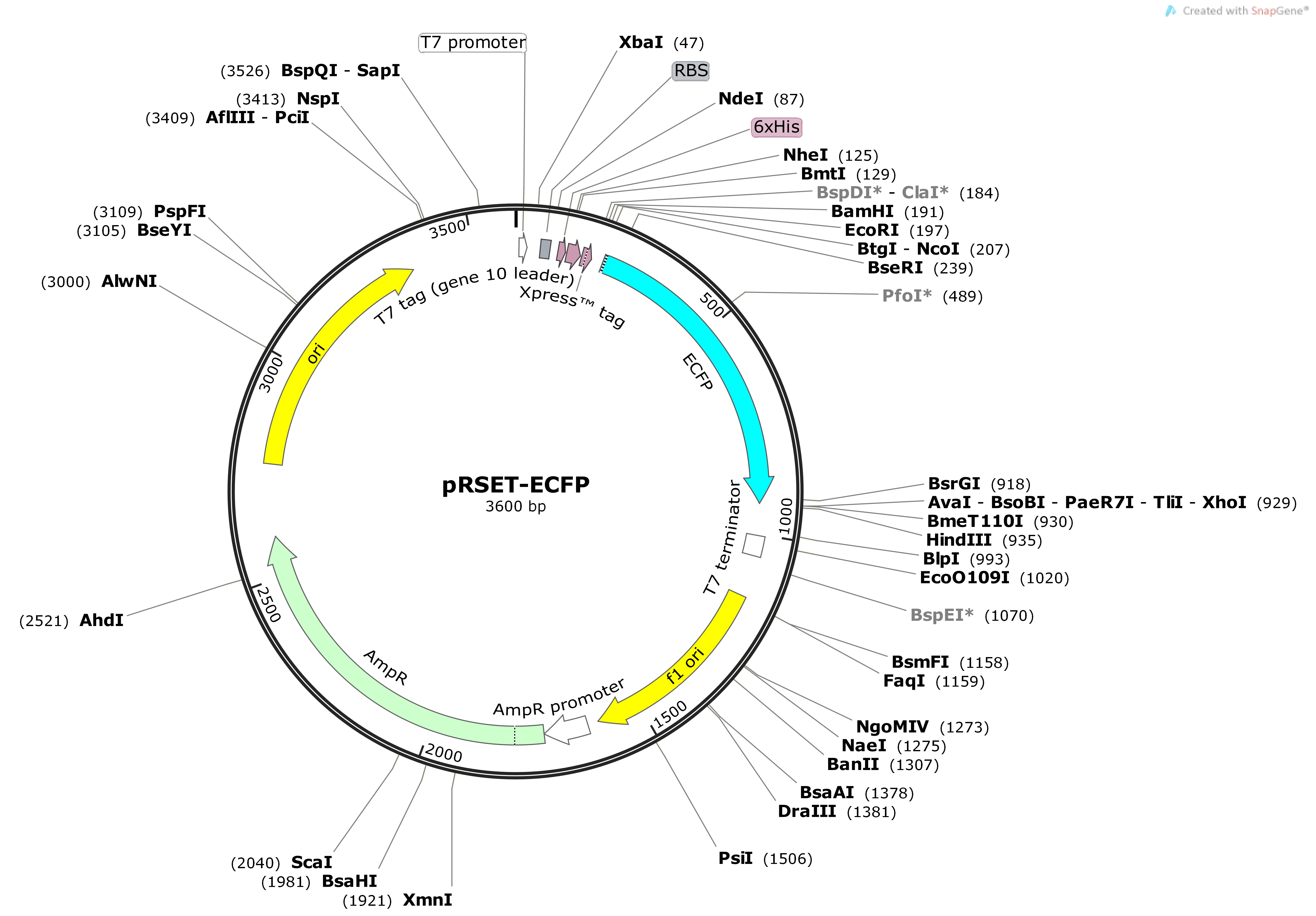 pRSET-ECFP-1Map
