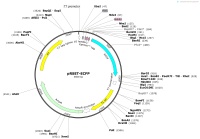 pRSET-ECFP-1Map
