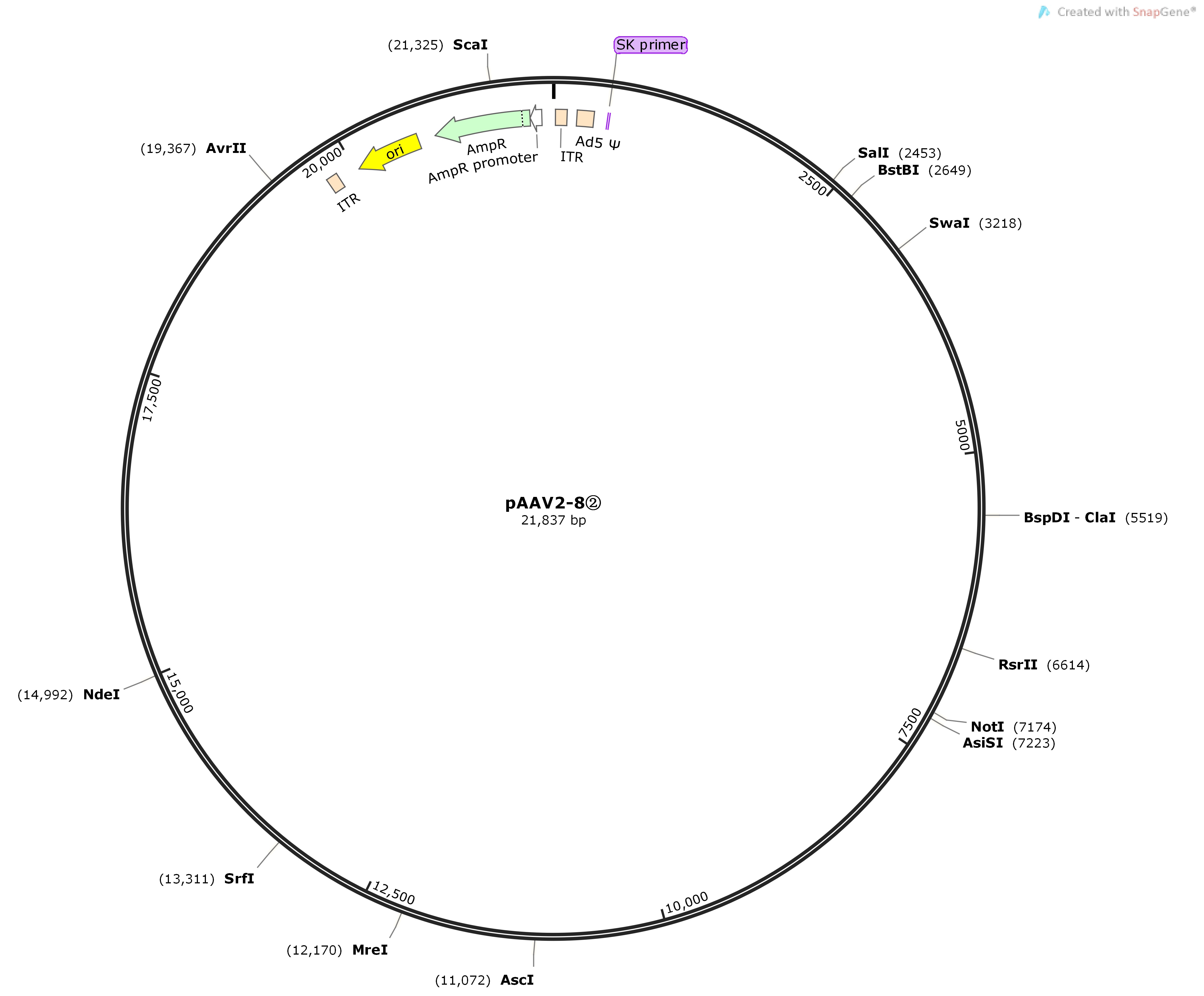 pAAV2-8②Map