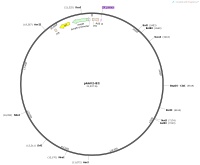 pAAV2-8②Map