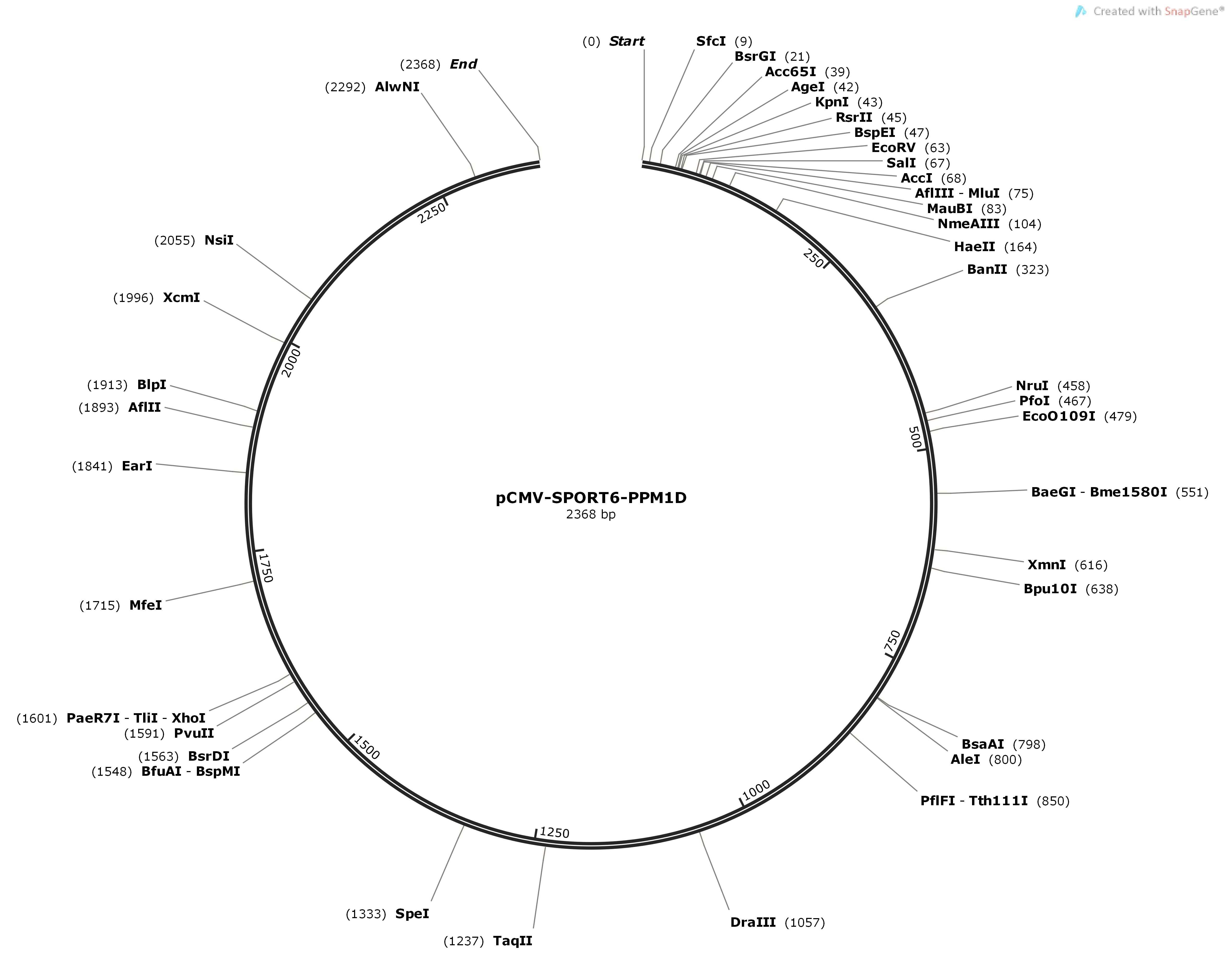 pCMV-SPORT6-PPM1DMap