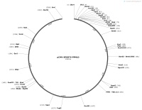 pCMV-SPORT6-PPM1DMap