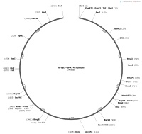 pOTB7-GPAT4-humanMap