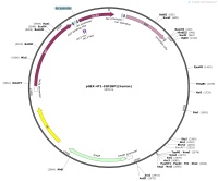 pGEX-4T1-IGF2BP1-humanMap