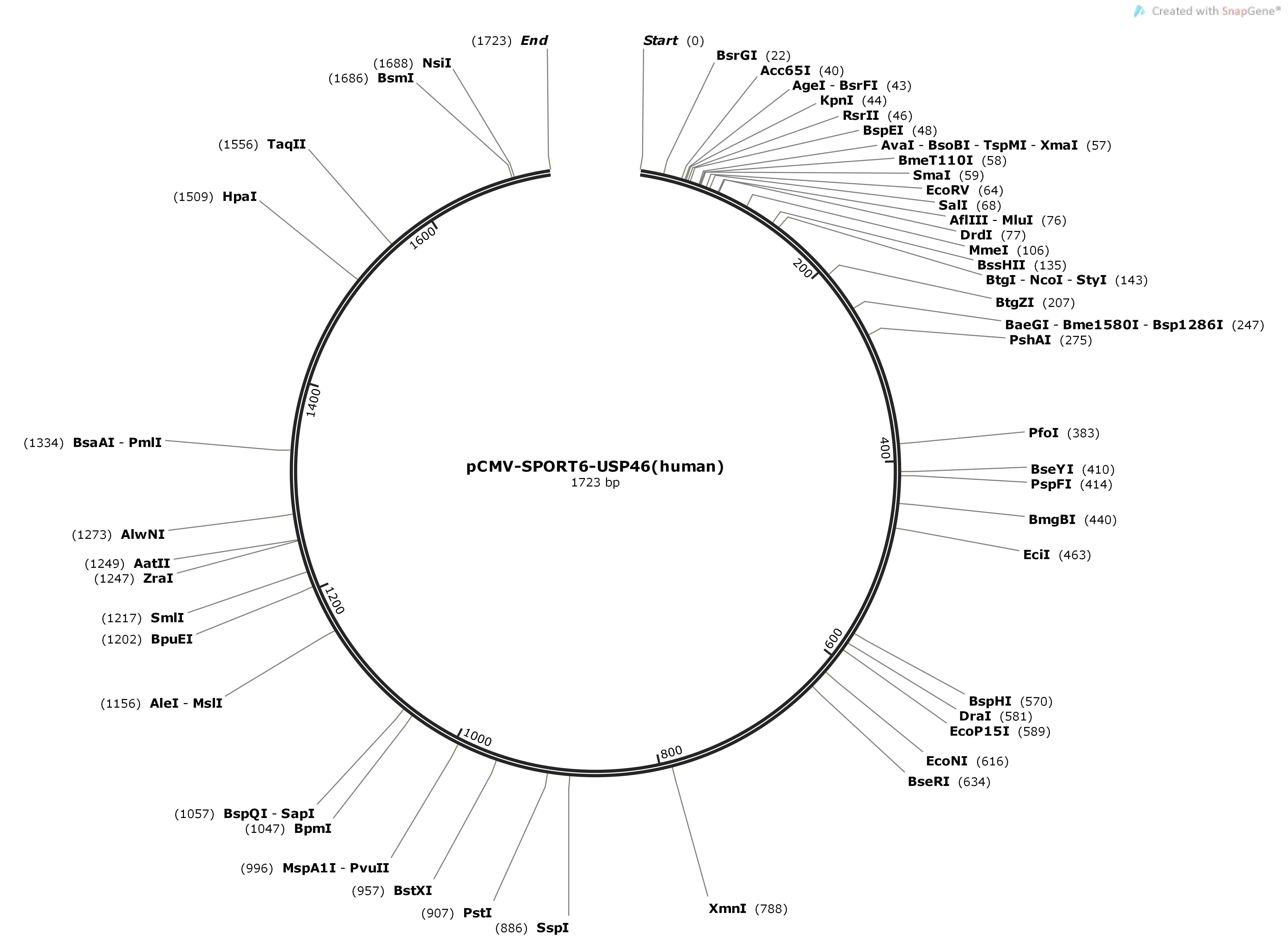 pCMV-SPORT6-USP46-humanMap