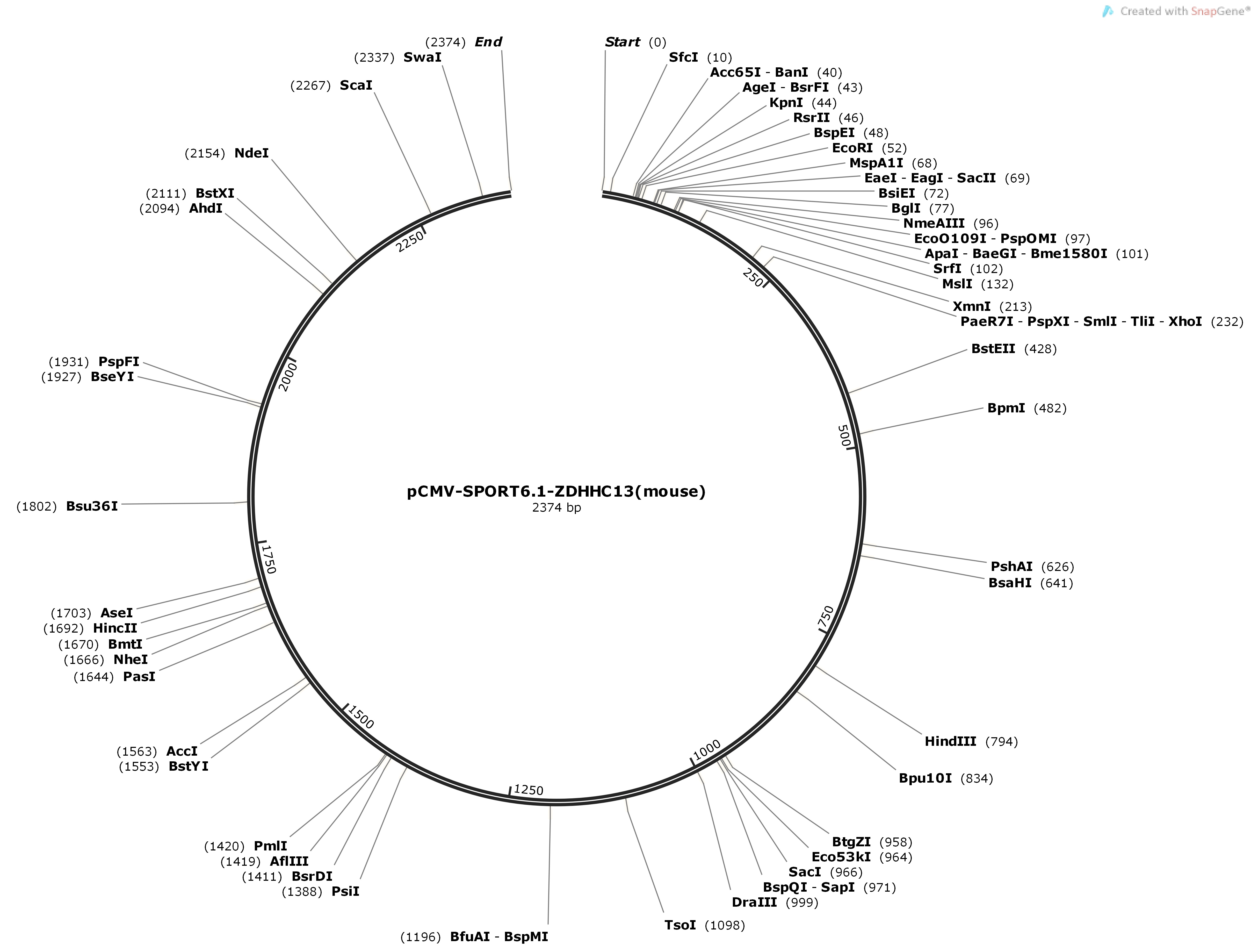 pCMV-SPORT6.1-ZDHHC13-mouseMap